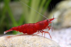 Cherry Shrimp - Neocaridina davidi var. 'Bloody Mary'