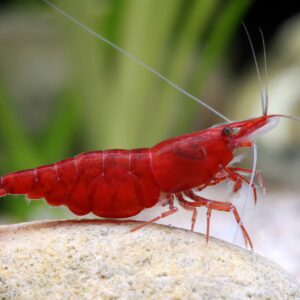 Cherry Shrimp - Neocaridina davidi var. 'Bloody Mary'