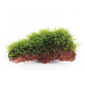 Java Moss Lava Rock