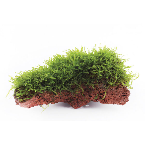 Java Moss Lava Rock