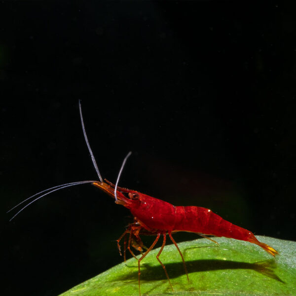 Cherry Shrimp - Neocaridina davidi var. 'Bloody Mary' - Image 2