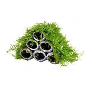 Java Moss Shrimp Caves