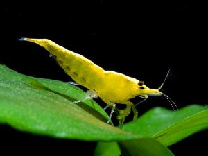 Cherry Shrimp - Neocaridina davidi var. 'Yellow Fire'