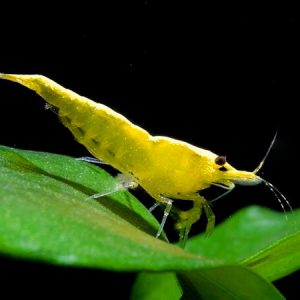 Cherry Shrimp - Neocaridina davidi var. 'Yellow Fire'
